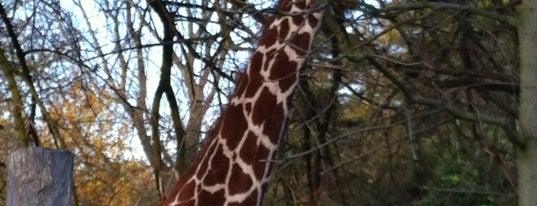 Giraffen is one of Hol1Lei.