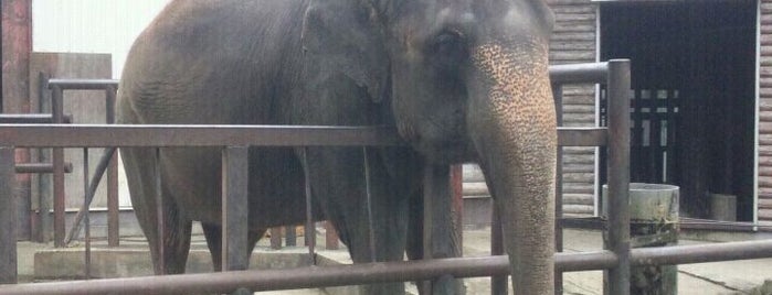 Ichihara Elephant Kingdom is one of 動物園.