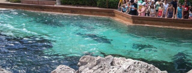 Dolphin Cove is one of My vacation @Orlando.