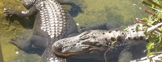 Alligator Isle is one of Tempat yang Disukai Eve.