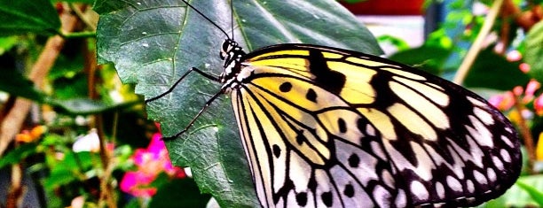 Magic Wings Butterfly Conservatory is one of Orte, die Elaine gefallen.