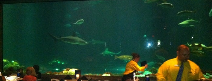 Sharks Underwater Grill is one of SeaWorld - Orlando.