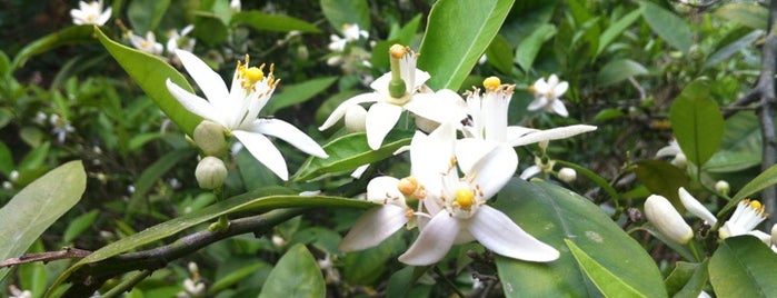 Giardino della Kolymbethra is one of Lugares favoritos de Bernard.