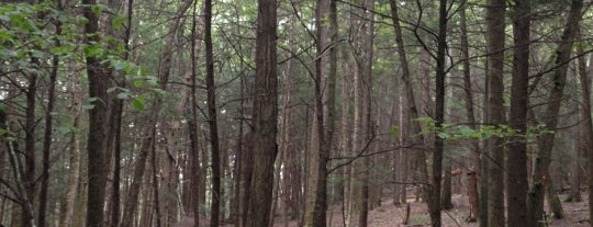 Webb Mountain Park is one of Hiking.