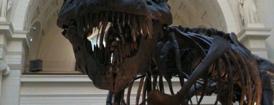 The Field Museum is one of Chicago's Best Museums - 2012.