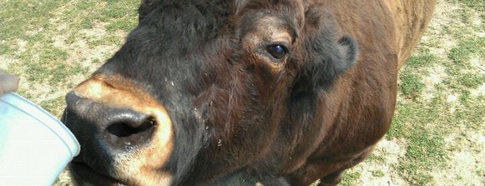 Rolling Ridge Ranch is one of Amish Country: Visitor Essentials.