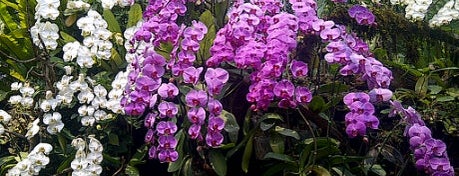 Orchid Pavilion is one of Thai Flowers.