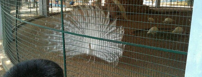 Arignar Anna Zoological Park is one of Chennai.