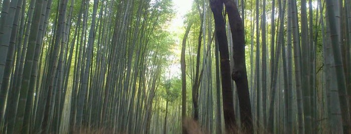 Arashiyama Bamboo Grove is one of 京都の定番スポット　Famous sightseeing spots in Kyoto.