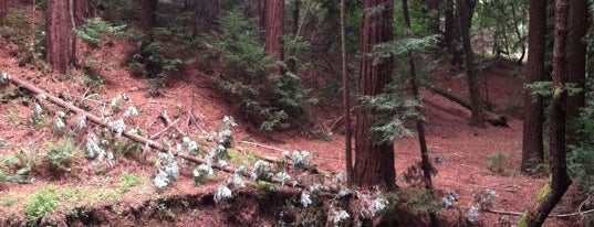 Strawberry Canyon Hiking Trail is one of Bay Area City Hikes.