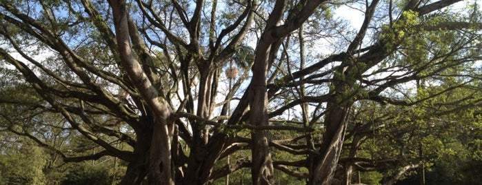 Árvore Anciã is one of Atrações do Parque Ibirapuera.