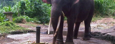 Bakas Levi Rafting & Elephant Tour is one of Исследуем Бали! Explore Bali!.