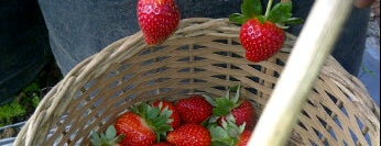 Natural Resto and Strawberry Land is one of The 15 Best Places for Strawberries in Bandung.