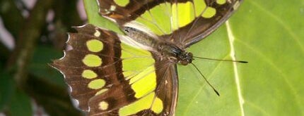 Butterfly World is one of Best of Greater Fort Lauderdale.