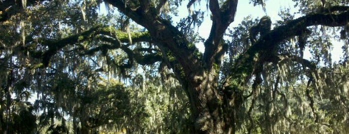 New Orleans City Park is one of Naw lens.