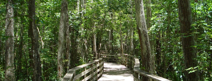 Audubon's Corkscrew Swamp Sanctuary is one of Places to Adventure.