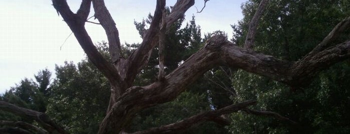 UW Arboretum is one of Fresh Air Around Madison, WI.