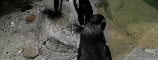 Penguin & Puffin Coast is one of St. Louis Zoo Tour.