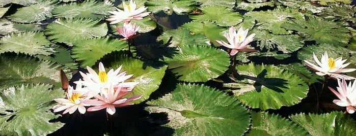 Candidasa Lotus Pool is one of Visit and Traveling @ Indonesia..