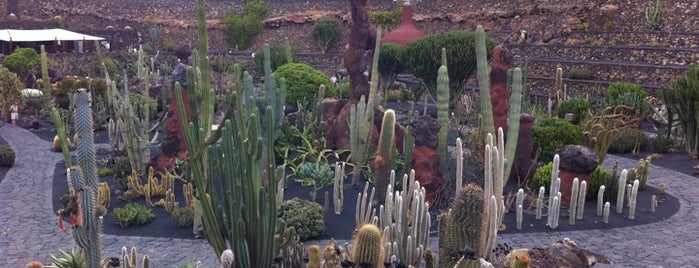 Jardin de Cactus is one of Qué visitar en Lanzarote.