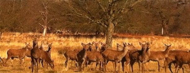 Richmond Park is one of London's best parks and gardens.