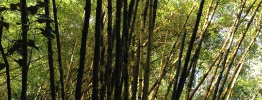 Behind the Bamboo is one of Hawaii.