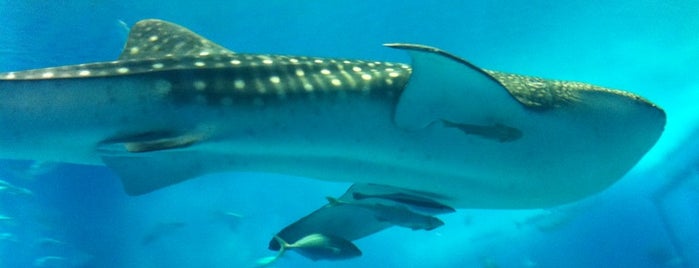 츄라우미수족관 is one of 水族館.