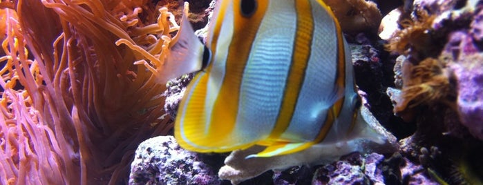 Shedd Aquarium is one of Must-see Chicago: The Classics.