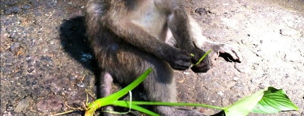 Sacred Monkey Forest Sanctuary is one of The #AmazingRace 22 map.
