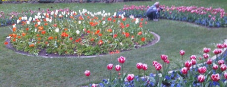 Queen Wilhelmina Tulip Garden is one of SF Adventures.