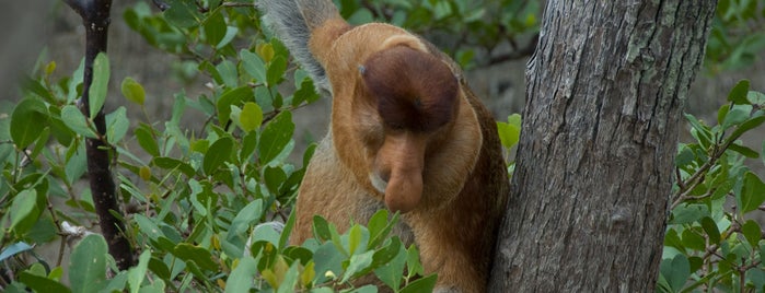 Bako National Park is one of Lieux qui ont plu à Brad.