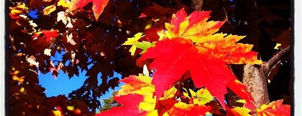 Arnold Arboretum is one of Boston Nature.