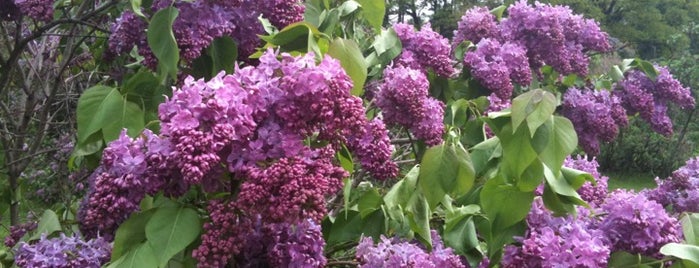 Lilac Festival is one of Nicoleさんのお気に入りスポット.