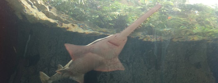 Dallas World Aquarium is one of Tempat yang Disukai Kristin.