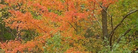 Talimena State Park is one of Oklahoma State Parks.