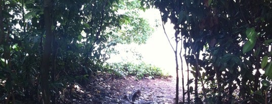 Chek Jawa Wetlands is one of Trek Across Singapore.