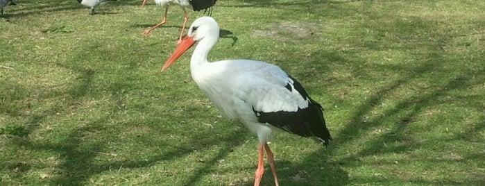 Zwin Natuur Park is one of Brussels and Belgium.