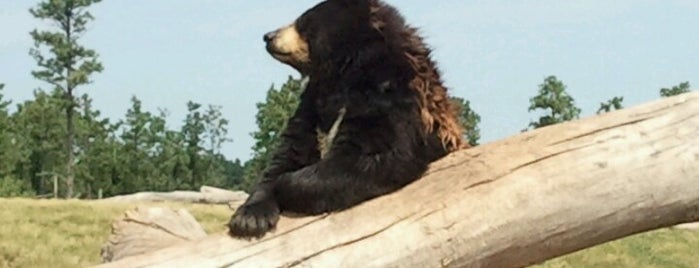 Bear Country USA is one of Alwayspets.com Top 50 Zoo’s in the US.
