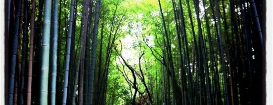ป่าไผ่คิตะสะงะ is one of Japan.