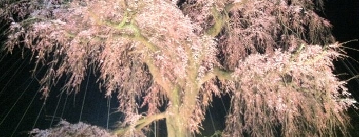 祇園枝垂れ桜 is one of Kyoto_Sanpo.