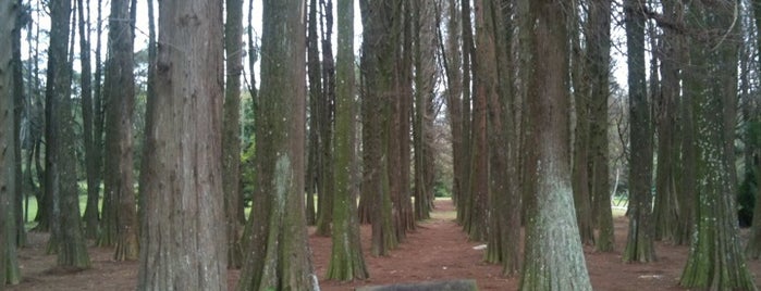 Parque Estadual Alberto Löfgren (Horto Florestal) is one of Best places in São Paulo, Brasil.