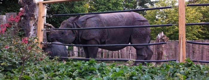 Zoo d'Édimbourg is one of Must visit Edinburgh Attractions.