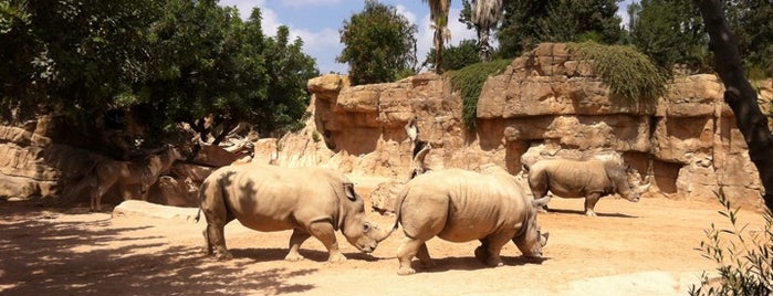 BIOPARC Valencia is one of Valencia.