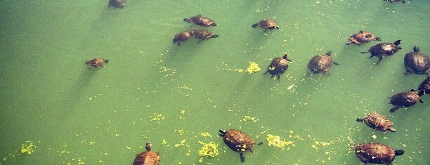 Turtle Pond is one of New York.