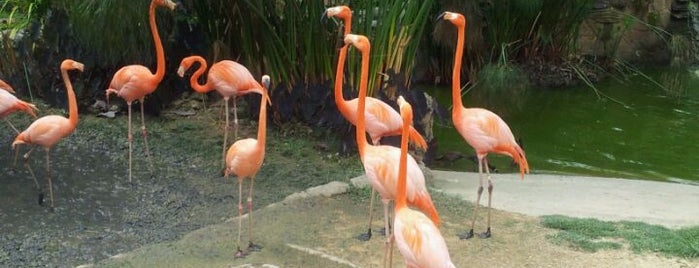 Emperor Valley Zoo is one of Santos W. : понравившиеся места.