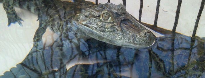 Atagawa Tropical & Alligator Garden is one of 静岡県の動物園・水族館・植物園.