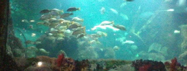 SeaWorld Indonesia is one of Jakarta Tourism: Enjoy Jakarta.