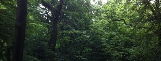 Highgate Wood is one of Reccos.