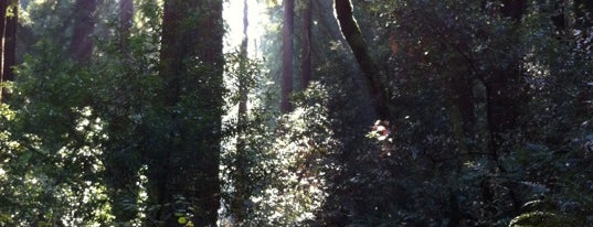 Muir Woods National Monument is one of San Francisco.