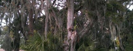 The Old Senator Tree is one of St Augustine's Historic Sites #VisitUS.